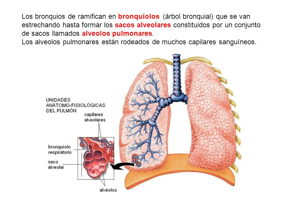Los bronquios de ramifican en bronquiolos (árbol bronquial) que se van estrechando hasta formar los sacos alveolares constituidos por un conjunto de sacos llamados alveolos pulmonares.