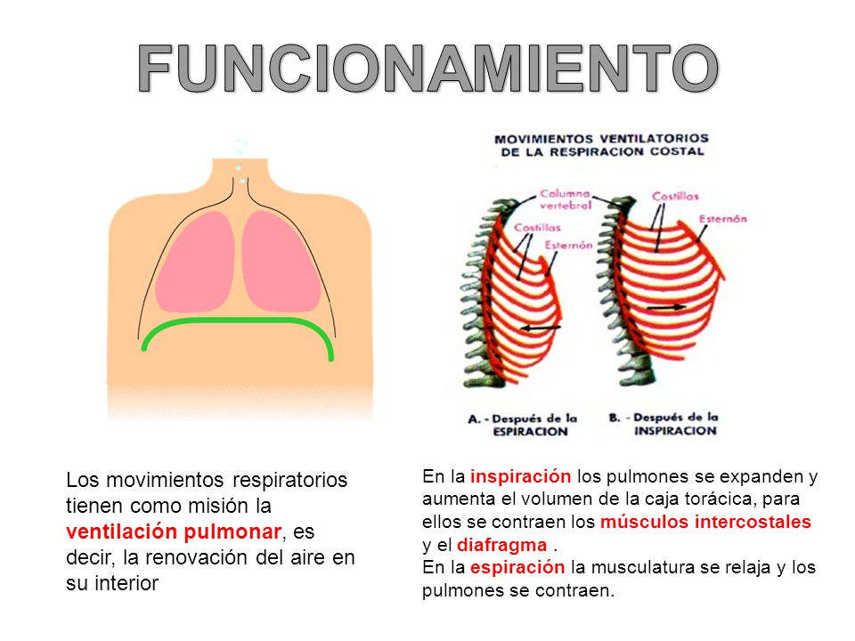 FUNCIONAMIENTO Los movimientos respiratorios tienen como misión la ventilación pulmonar, es decir, la renovación del aire en su interior.