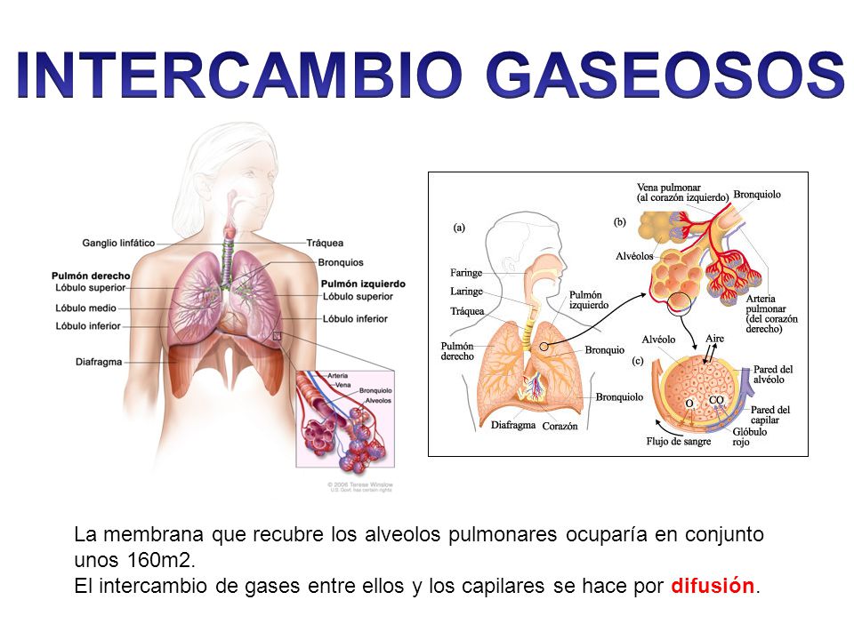 INTERCAMBIO GASEOSOS La membrana que recubre los alveolos pulmonares ocuparía en conjunto unos 160m2.