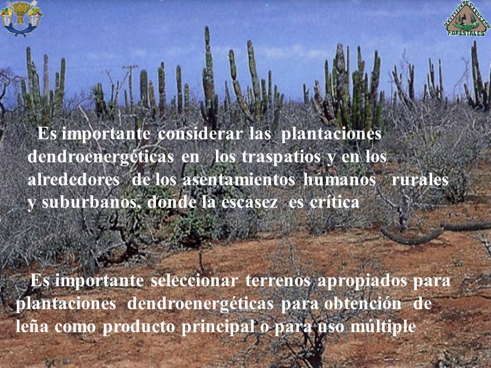 Es importante considerar las plantaciones dendroenergéticas en los traspatios y en los alrededores de los asentamientos humanos rurales y suburbanos, donde la escasez es crítica