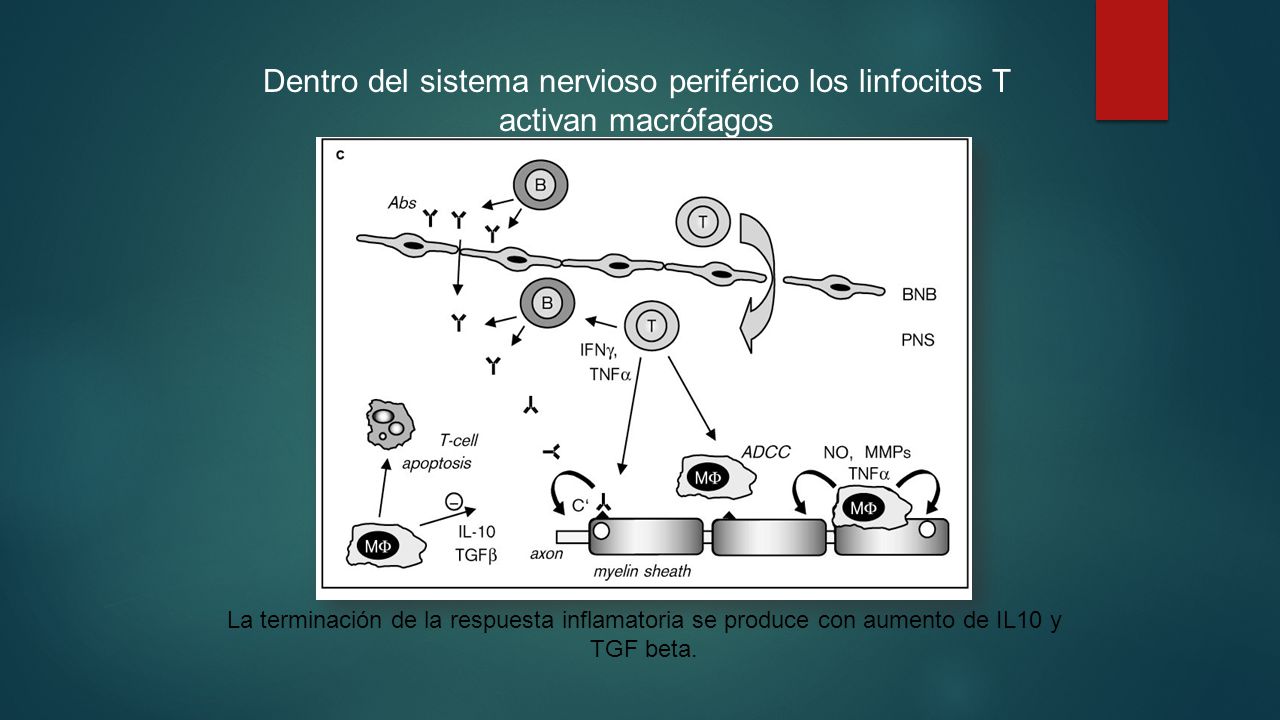Dentro del sistema nervioso periférico los linfocitos T activan macrófagos