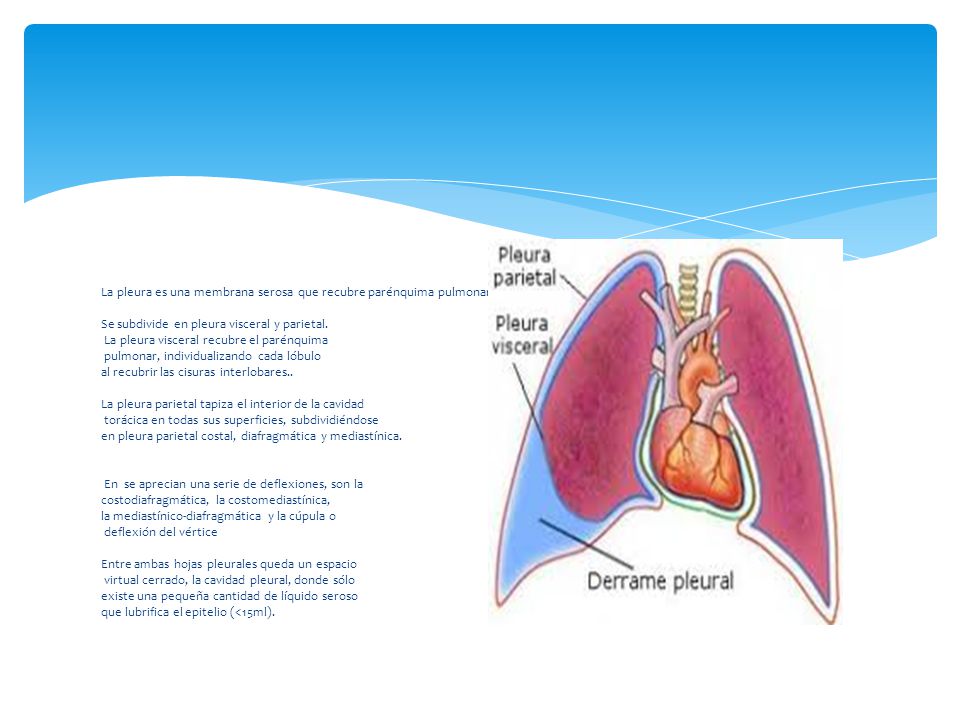 La pleura es una membrana serosa que recubre parénquima pulmonar, mediastino, diafragma e interior de la cavidad torácica.