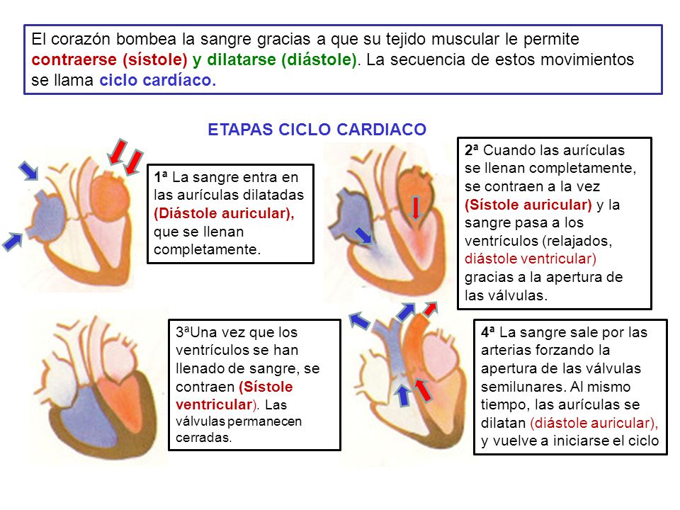 El corazón bombea la sangre gracias a que su tejido muscular le permite contraerse (sístole) y dilatarse (diástole). La secuencia de estos movimientos se llama ciclo cardíaco.
