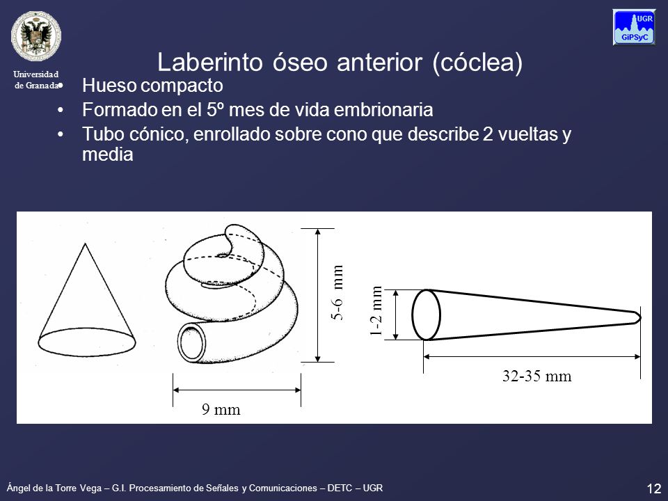 Laberinto óseo anterior (cóclea)