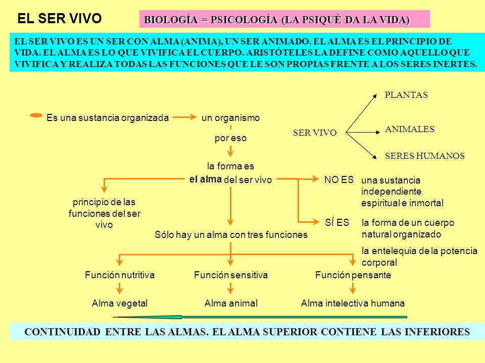 CONTINUIDAD ENTRE LAS ALMAS. EL ALMA SUPERIOR CONTIENE LAS INFERIORES