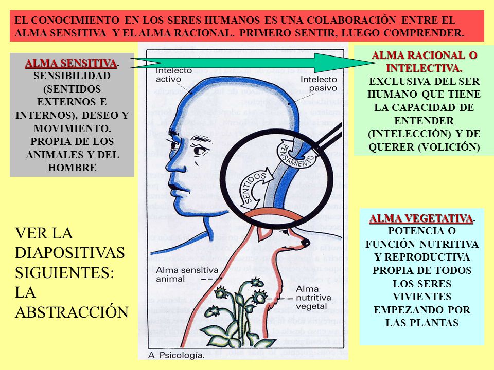 VER LA DIAPOSITIVAS SIGUIENTES: LA ABSTRACCIÓN