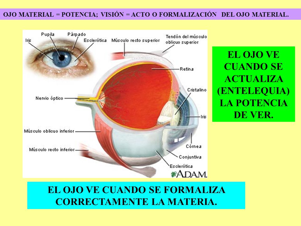 EL OJO VE CUANDO SE ACTUALIZA (ENTELEQUIA) LA POTENCIA DE VER.