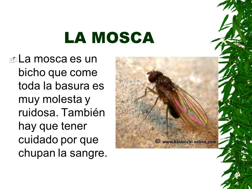 LA MOSCA La mosca es un bicho que come toda la basura es muy molesta y ruidosa.