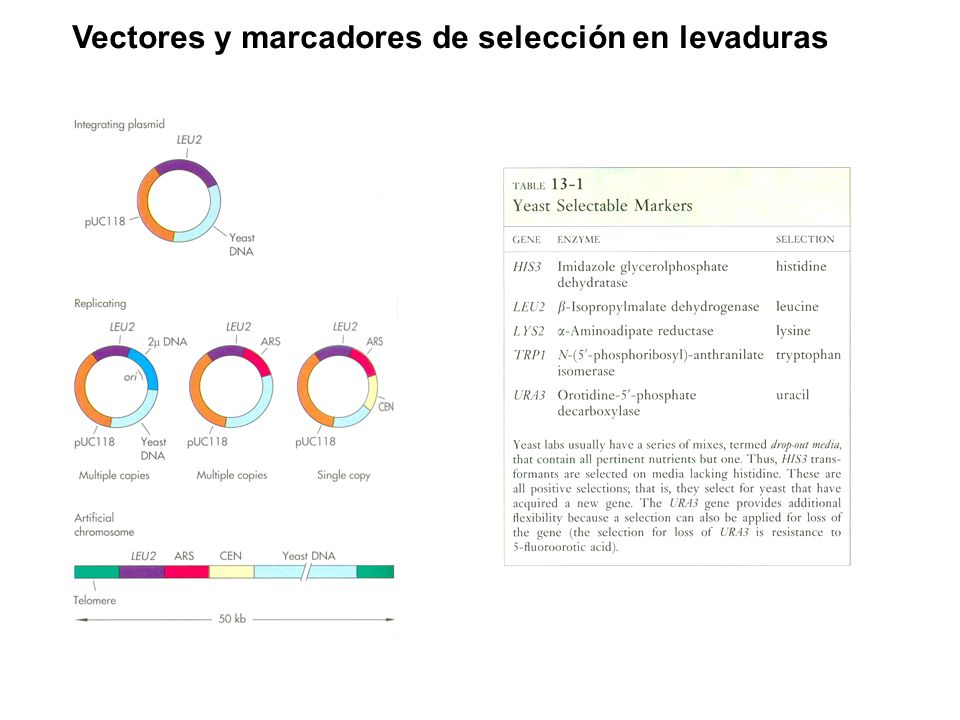Vectores y marcadores de selección en levaduras