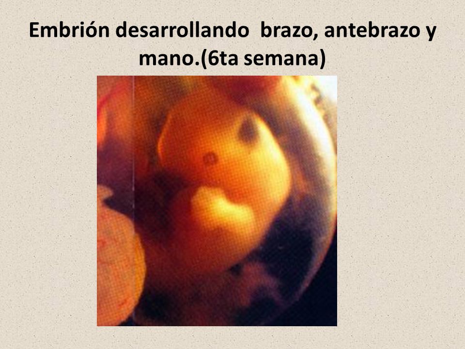 Embrión desarrollando brazo, antebrazo y mano.(6ta semana)