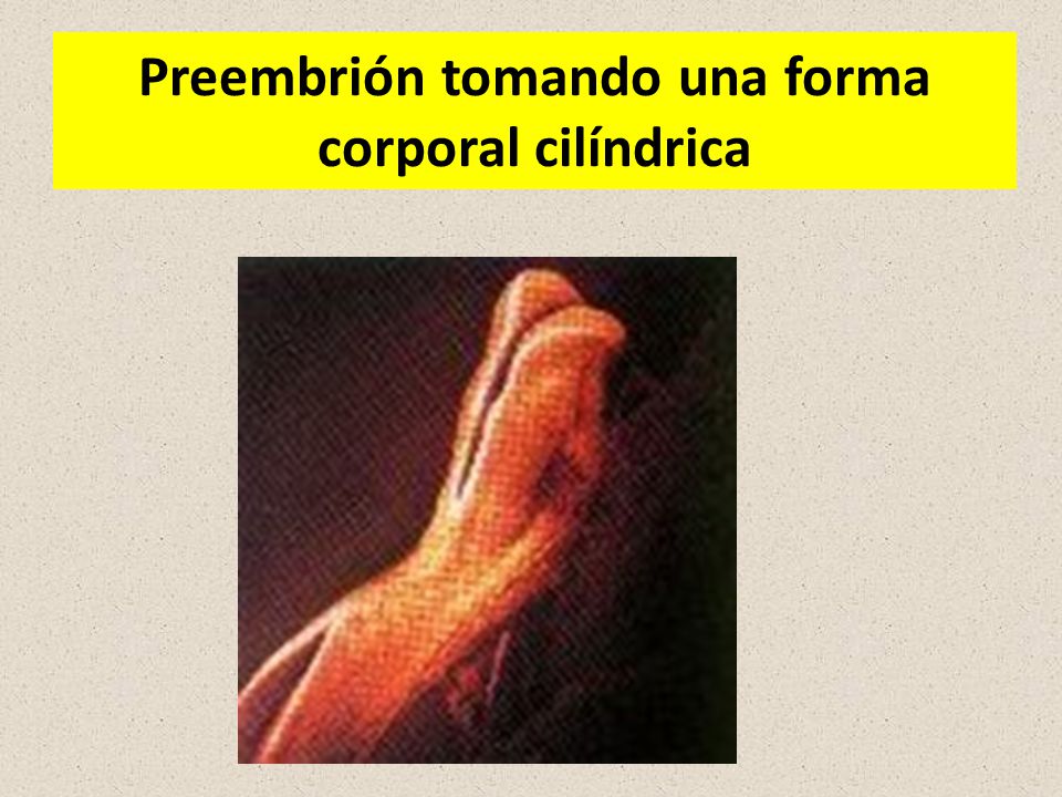 Preembrión tomando una forma corporal cilíndrica
