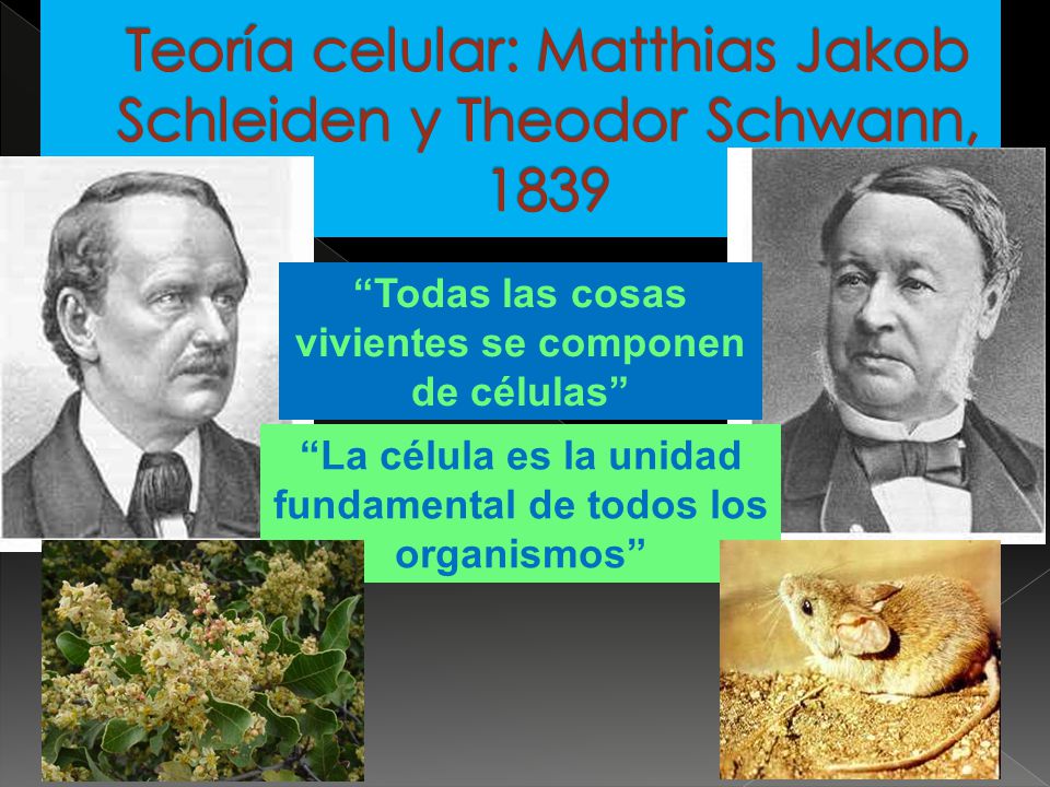 Teoría celular: Matthias Jakob Schleiden y Theodor Schwann, 1839