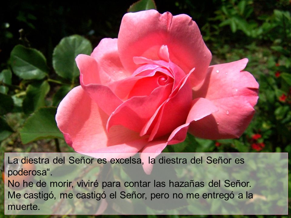 La diestra del Señor es excelsa, la diestra del Señor es poderosa .