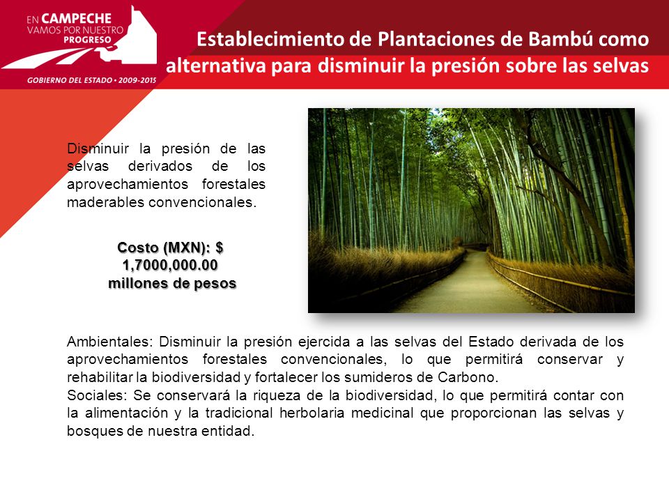 Establecimiento de Plantaciones de Bambú como alternativa para disminuir la presión sobre las selvas