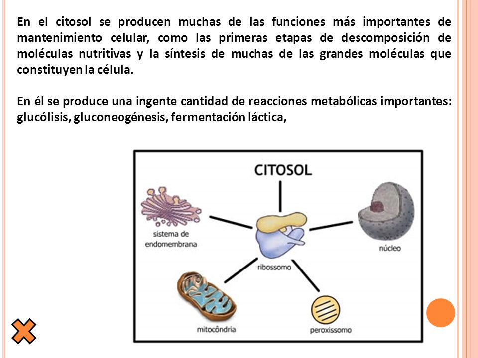 En el citosol se producen muchas de las funciones más importantes de mantenimiento celular, como las primeras etapas de descomposición de moléculas nutritivas y la síntesis de muchas de las grandes moléculas que constituyen la célula.