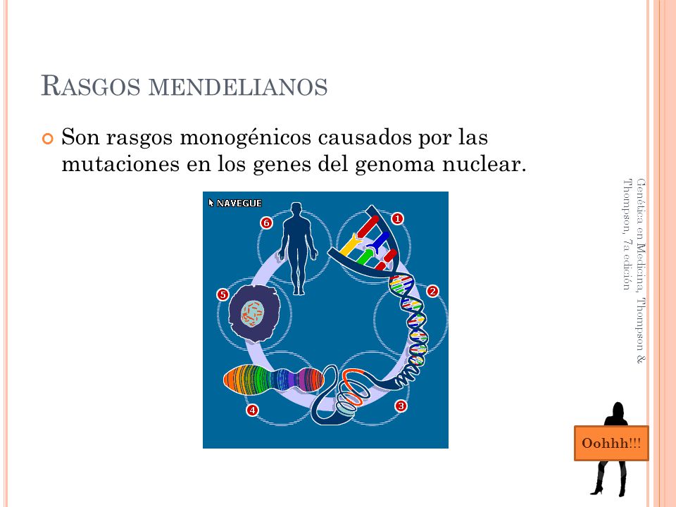 Rasgos mendelianos Son rasgos monogénicos causados por las mutaciones en los genes del genoma nuclear.