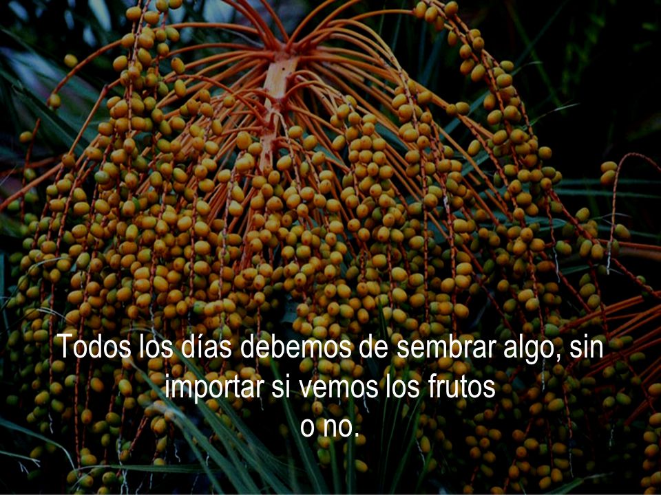 Todos los días debemos de sembrar algo, sin importar si vemos los frutos o no.
