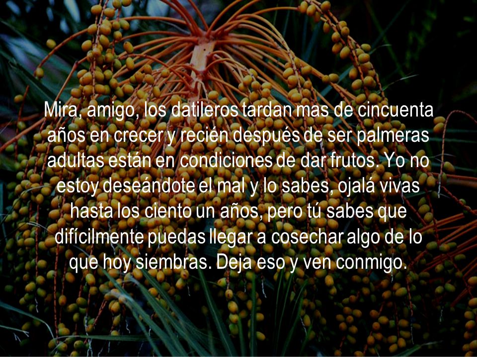 Mira, amigo, los datileros tardan mas de cincuenta años en crecer y recién después de ser palmeras adultas están en condiciones de dar frutos.