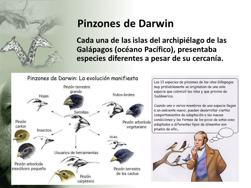 Pinzones de Darwin Cada una de las islas del archipiélago de las Galápagos (océano Pacífico), presentaba especies diferentes a pesar de su cercanía.