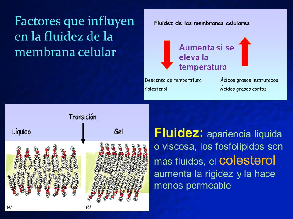 Factores que influyen en la fluidez de la membrana celular