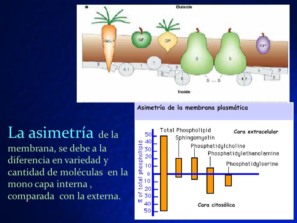 La asimetría de la membrana, se debe a la diferencia en variedad y cantidad de moléculas en la mono capa interna , comparada con la externa.