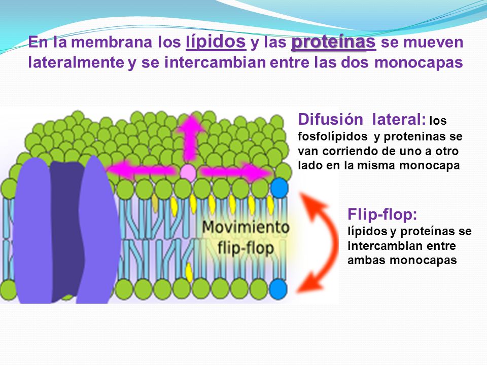 En la membrana los lípidos y las proteínas se mueven lateralmente y se intercambian entre las dos monocapas