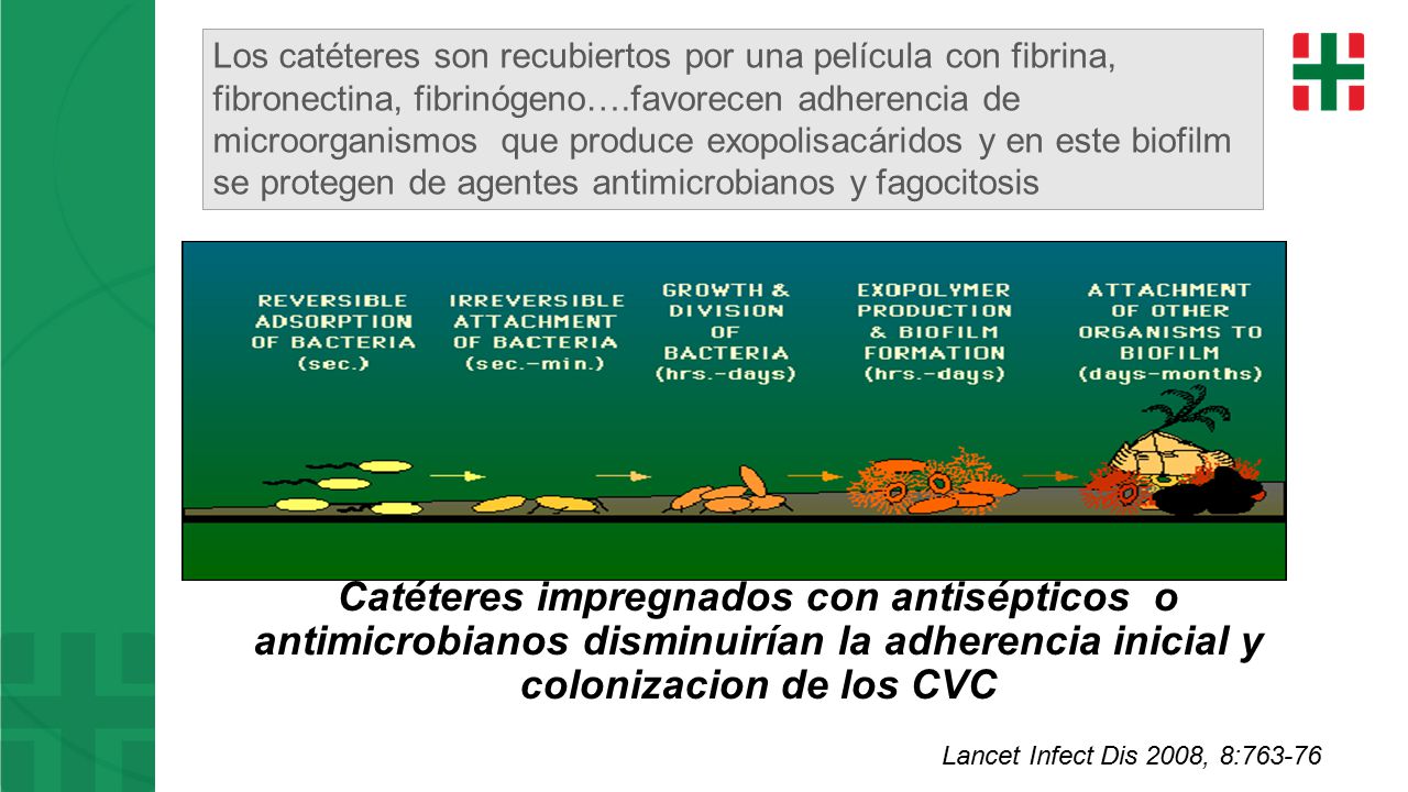 Los catéteres son recubiertos por una película con fibrina, fibronectina, fibrinógeno….favorecen adherencia de microorganismos que produce exopolisacáridos y en este biofilm se protegen de agentes antimicrobianos y fagocitosis