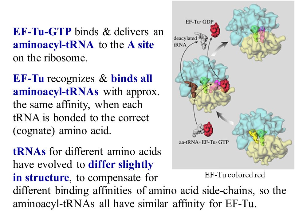 EF-Tu-GTP binds & delivers an aminoacyl-tRNA to the A site