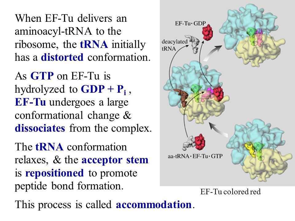 ribosome, the tRNA initially has a distorted conformation.