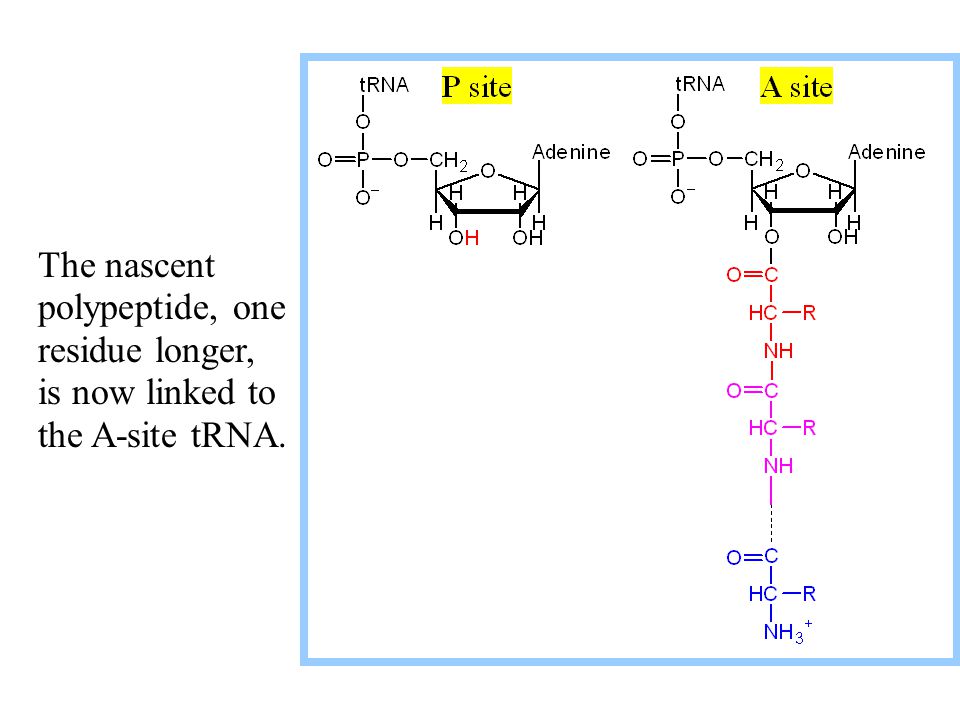 The nascent polypeptide, one residue longer, is now linked to the A-site tRNA.