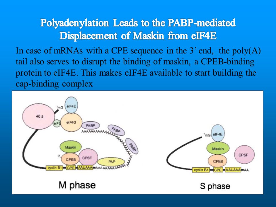 Polyadenylation Leads to the PABP-mediated Displacement of Maskin from eIF4E