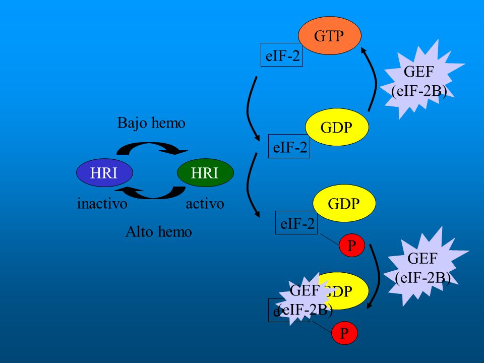 eIF-2 GTP GDP GEF (eIF-2B) P HRI inactivo activo Alto hemo Bajo hemo
