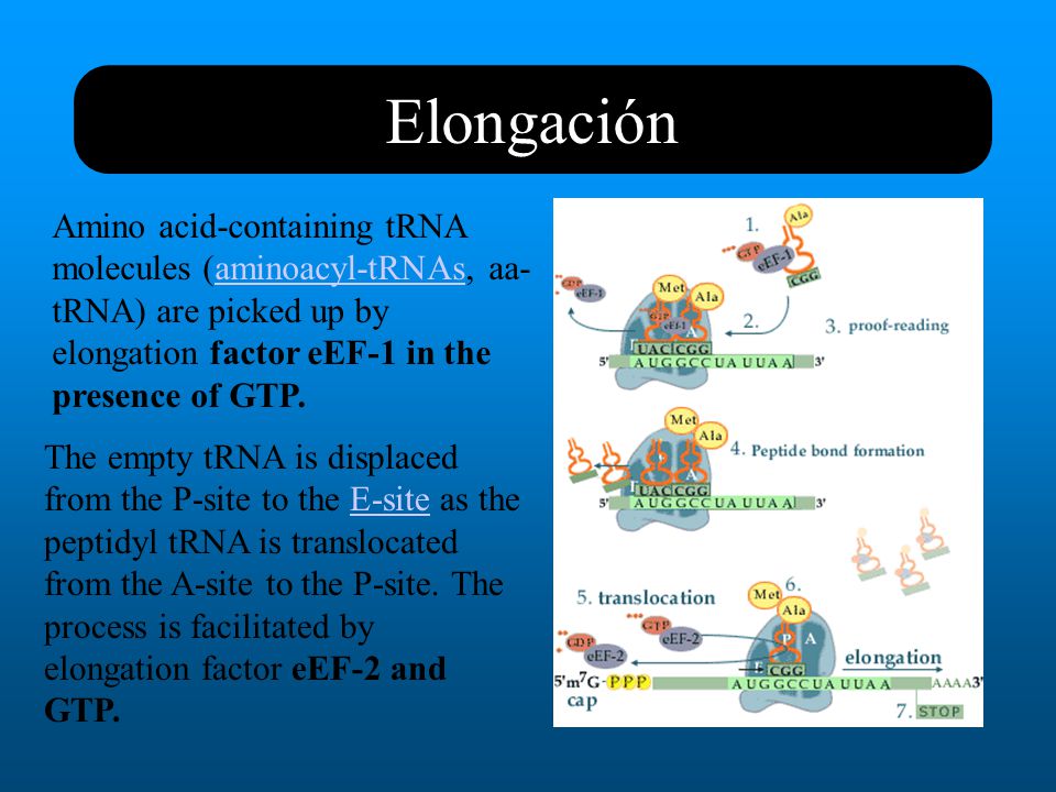 Elongación Amino acid-containing tRNA molecules (aminoacyl-tRNAs, aa-tRNA) are picked up by elongation factor eEF-1 in the presence of GTP.