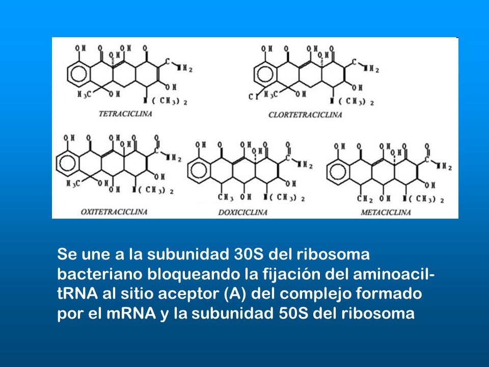 Se une a la subunidad 30S del ribosoma bacteriano bloqueando la fijación del aminoacil-tRNA al sitio aceptor (A) del complejo formado por el mRNA y la subunidad 50S del ribosoma