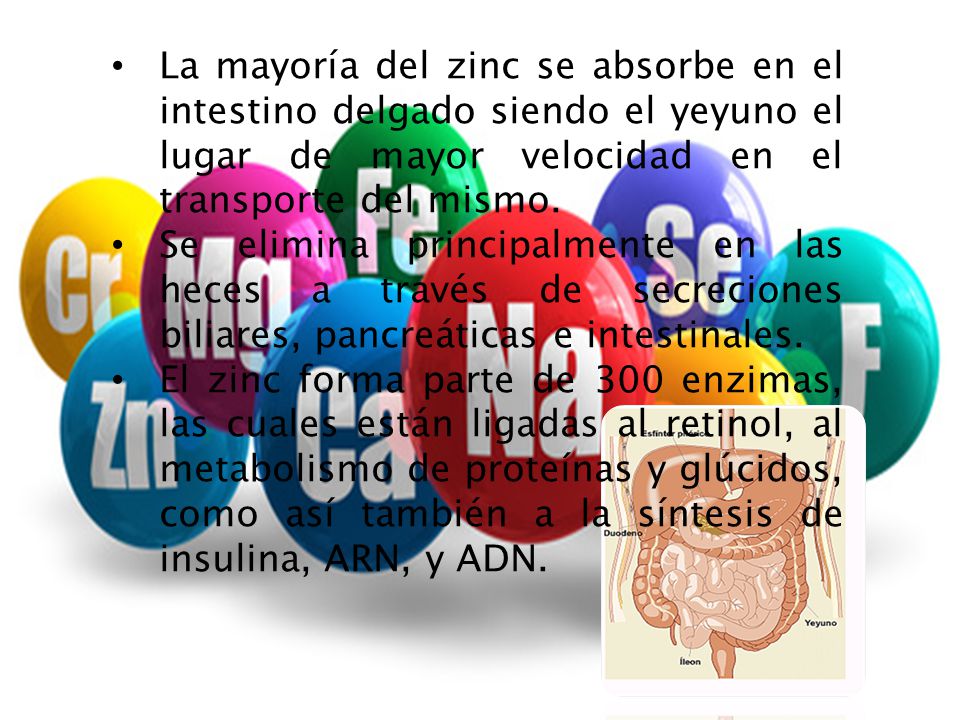 La mayoría del zinc se absorbe en el intestino delgado siendo el yeyuno el lugar de mayor velocidad en el transporte del mismo.