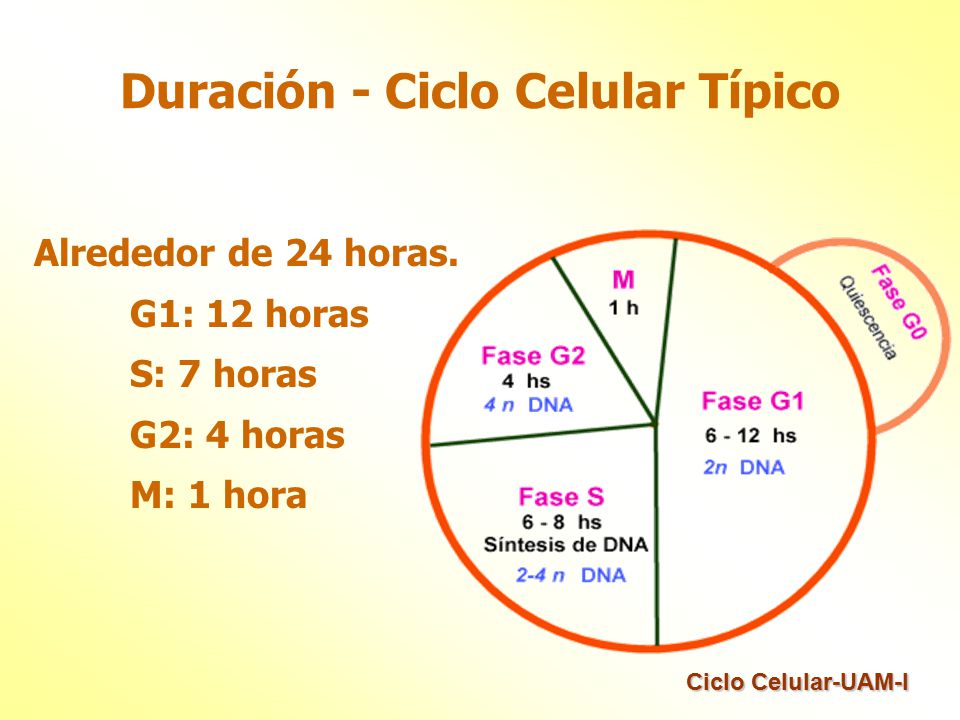 Duración - Ciclo Celular Típico
