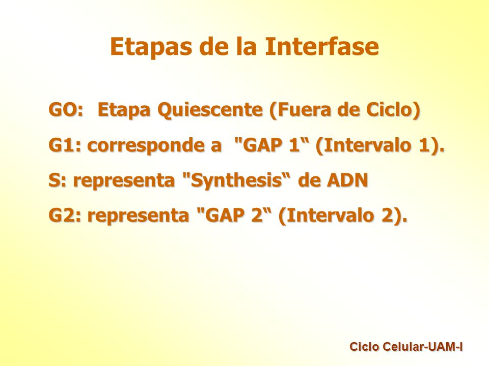 Etapas de la Interfase GO: Etapa Quiescente (Fuera de Ciclo)