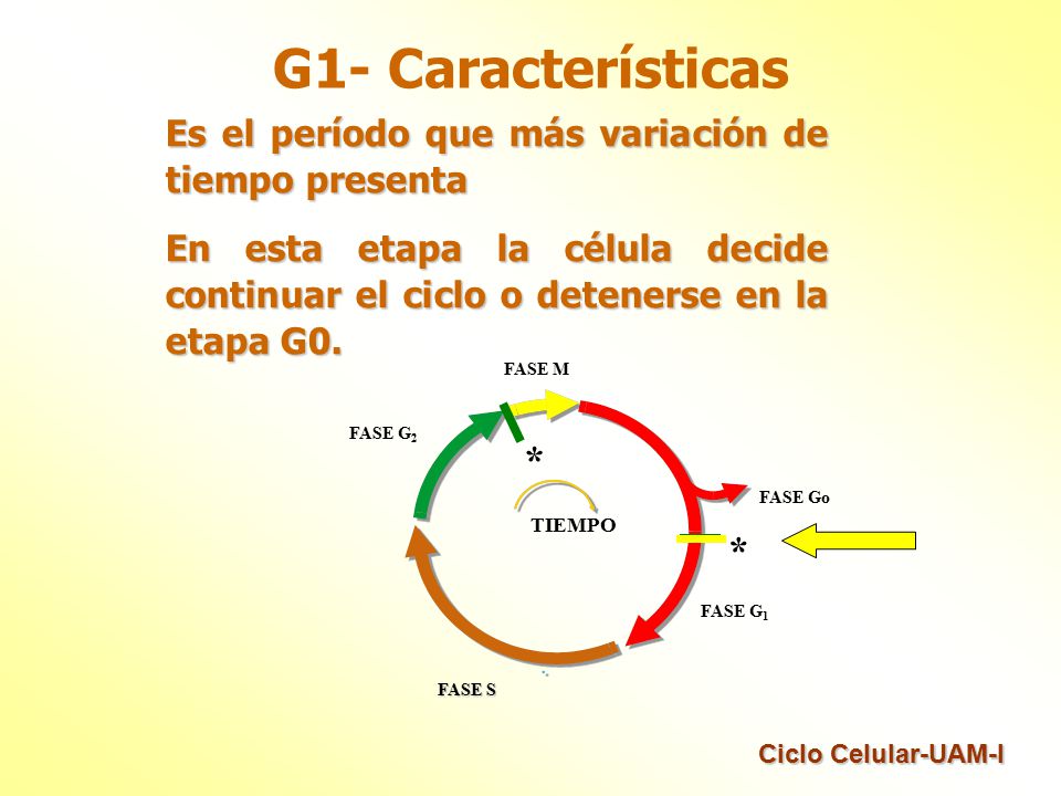 G1- Características Es el período que más variación de tiempo presenta.