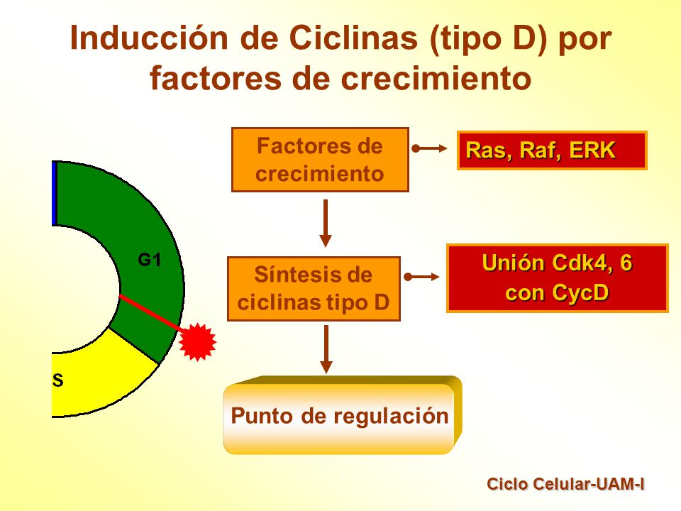 Inducción de Ciclinas (tipo D) por factores de crecimiento