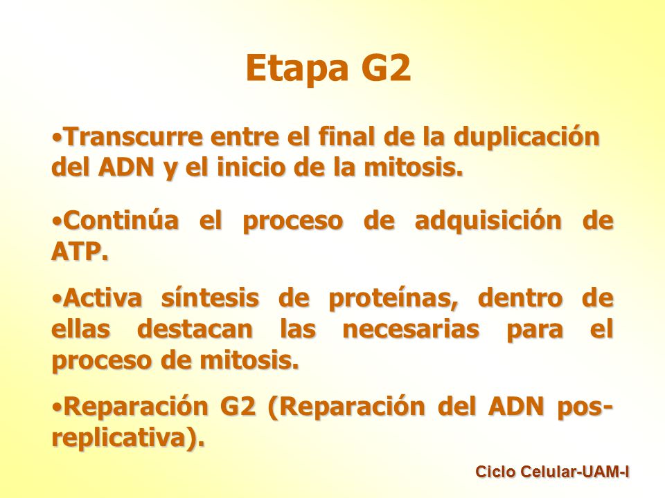 Etapa G2 Transcurre entre el final de la duplicación del ADN y el inicio de la mitosis. Continúa el proceso de adquisición de ATP.