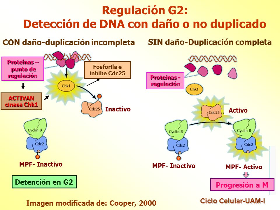 Regulación G2: Detección de DNA con daño o no duplicado