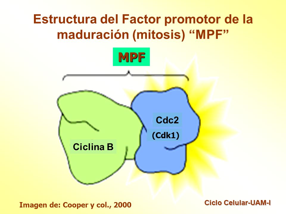 Estructura del Factor promotor de la maduración (mitosis) MPF