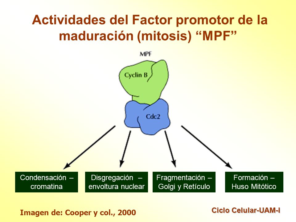 Actividades del Factor promotor de la maduración (mitosis) MPF