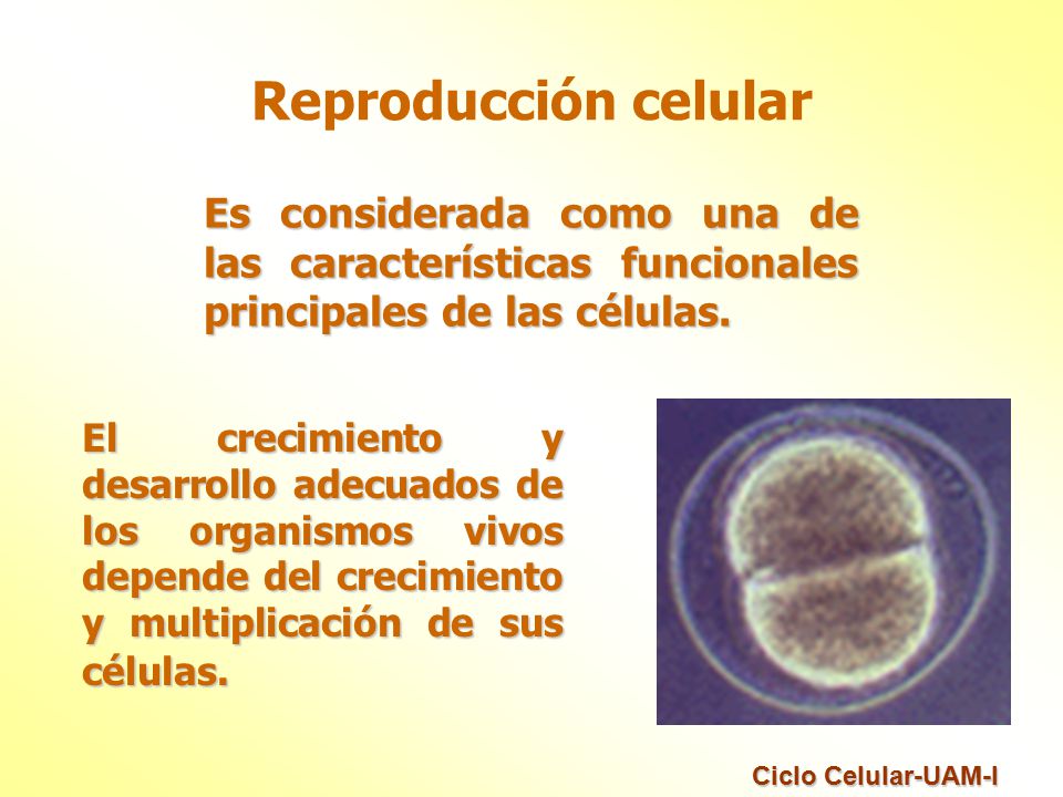 Reproducción celular Es considerada como una de las características funcionales principales de las células.