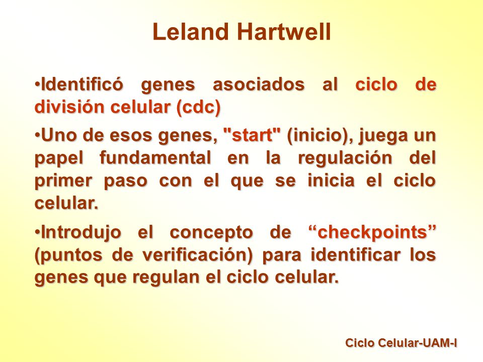 Leland Hartwell Identificó genes asociados al ciclo de división celular (cdc)