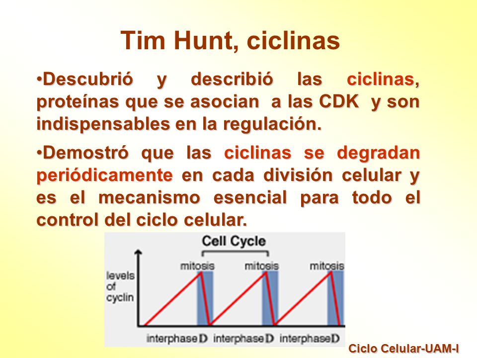 Tim Hunt, ciclinas Descubrió y describió las ciclinas, proteínas que se asocian a las CDK y son indispensables en la regulación.