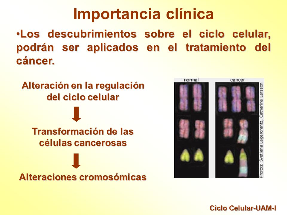Importancia clínica Los descubrimientos sobre el ciclo celular, podrán ser aplicados en el tratamiento del cáncer.