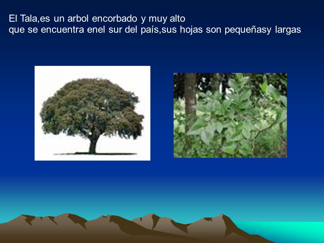 El Tala,es un arbol encorbado y muy alto
