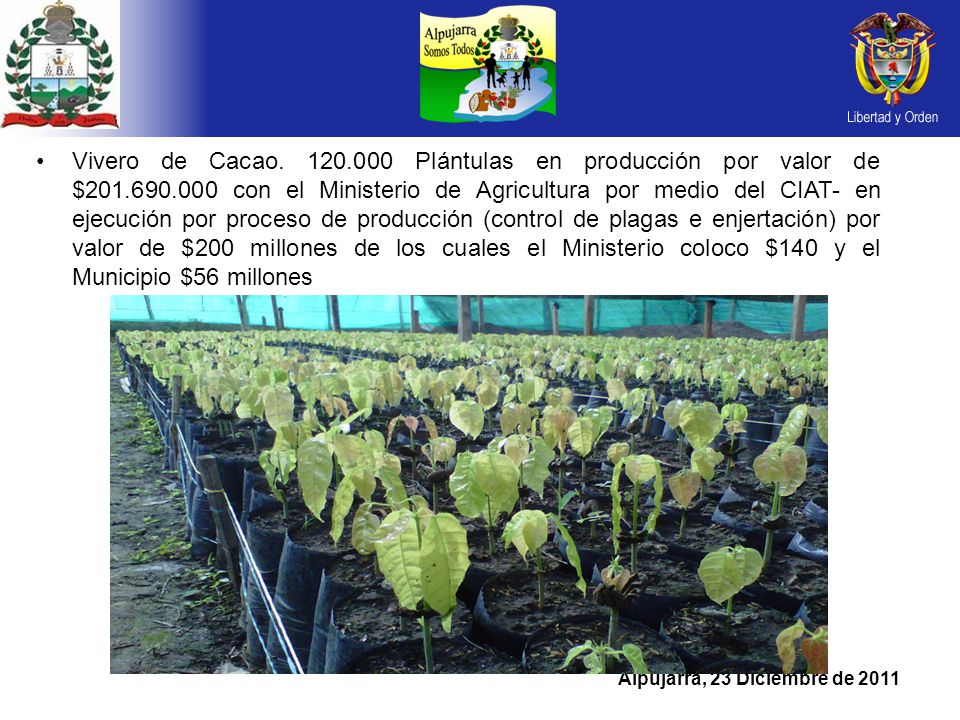 Vivero de Cacao Plántulas en producción por valor de $201