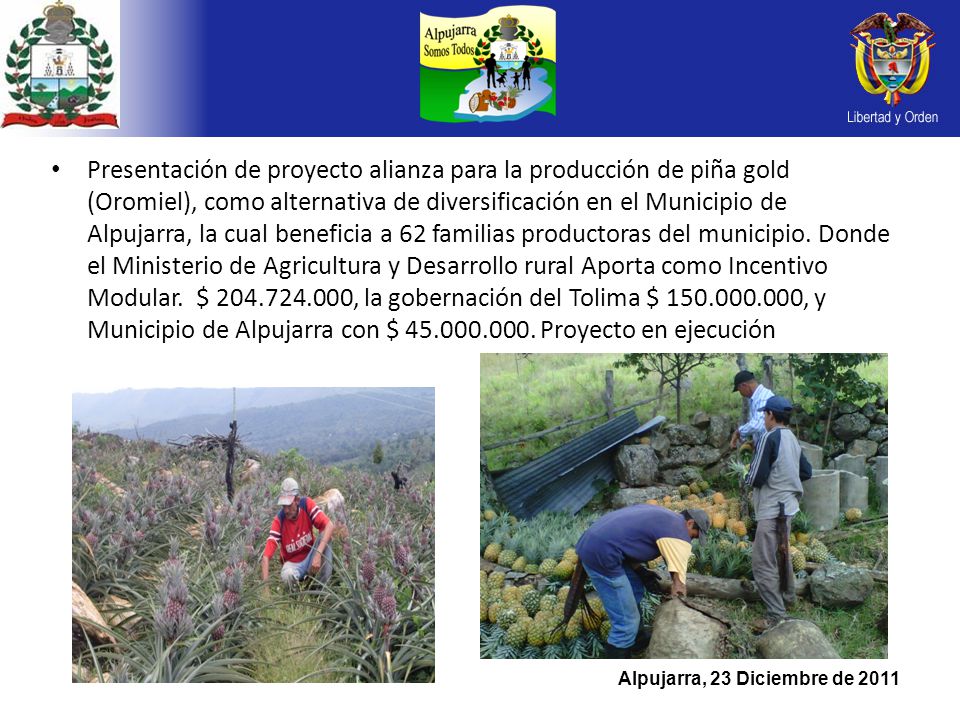 Presentación de proyecto alianza para la producción de piña gold (Oromiel), como alternativa de diversificación en el Municipio de Alpujarra, la cual beneficia a 62 familias productoras del municipio.